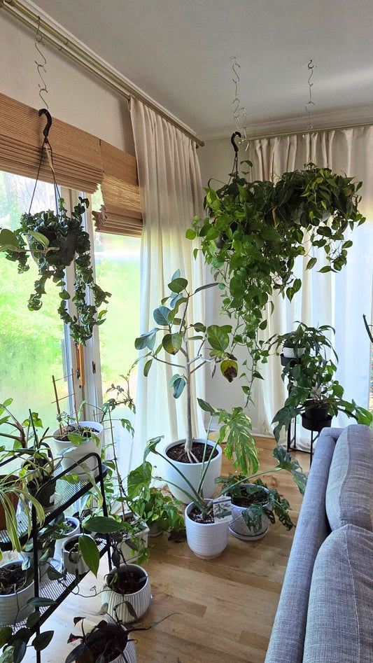 It's Moving Day...Just for the Plants- Part 1