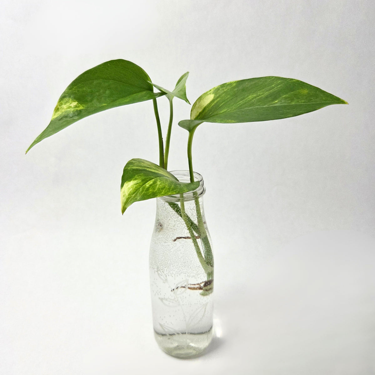 Golden Pothos Propagation