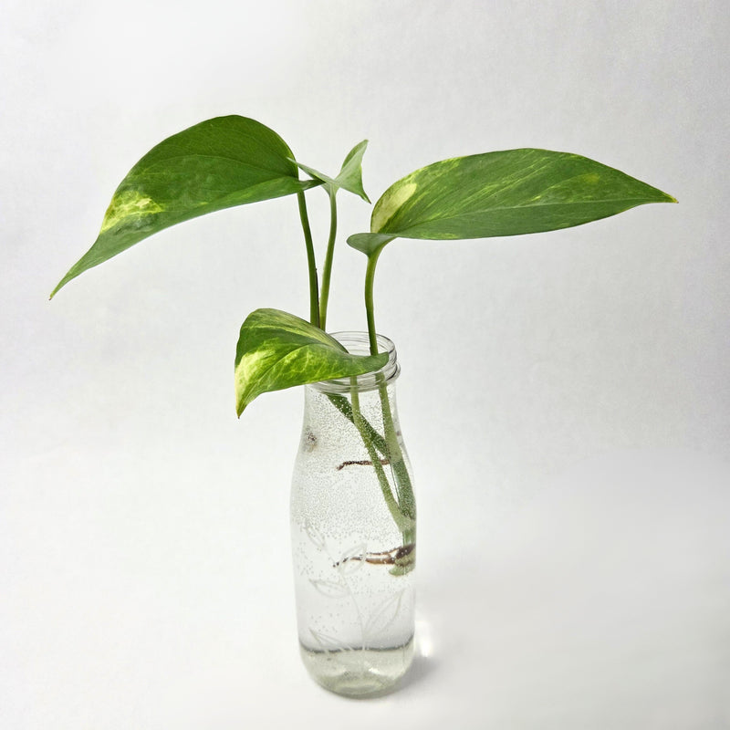 Golden Pothos Propagation