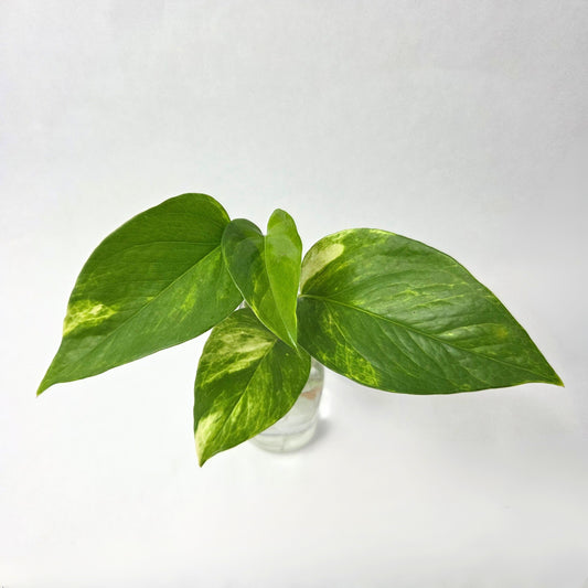 Golden Pothos Propagation