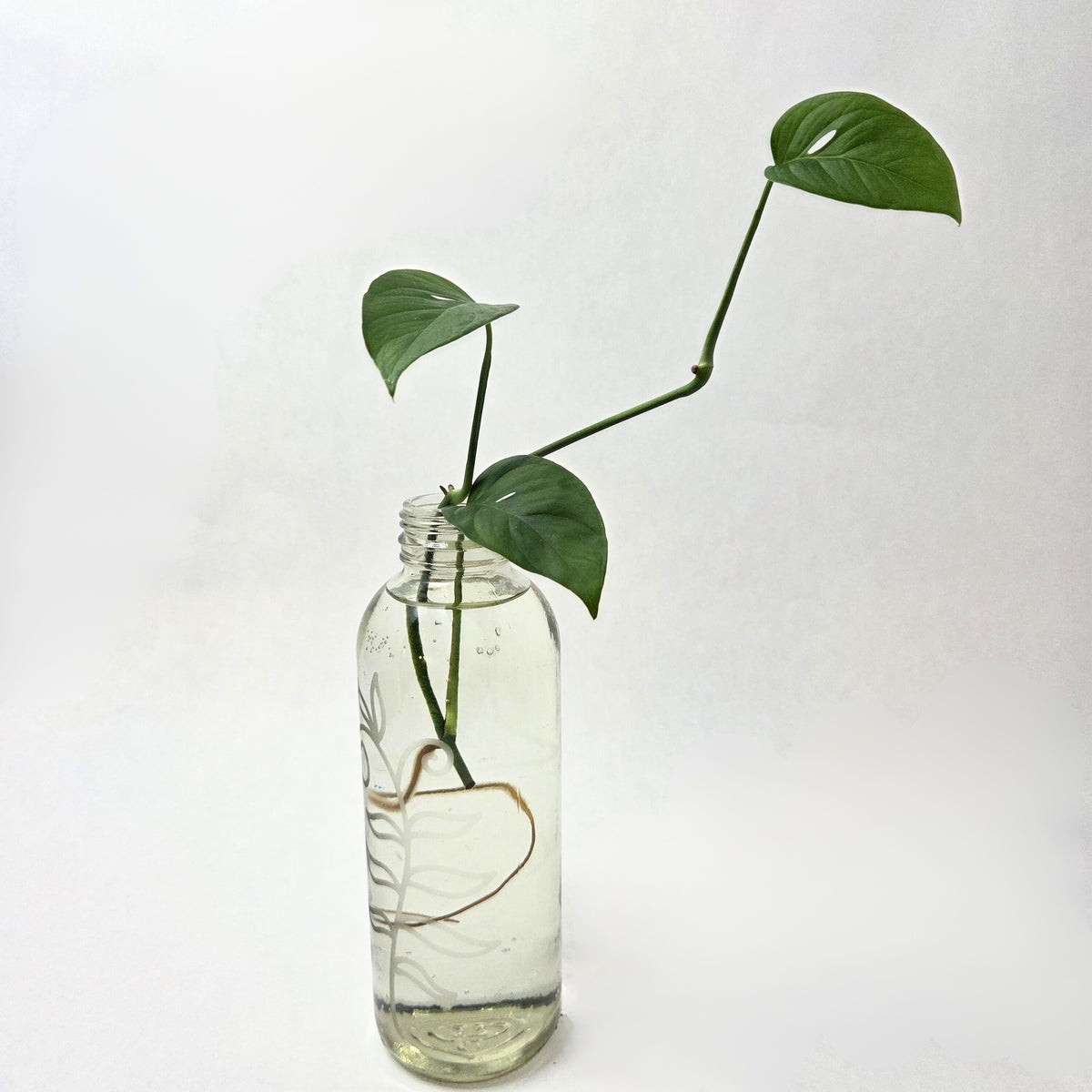 Monstera Adansonii Propagation (Swiss Cheese Plant)