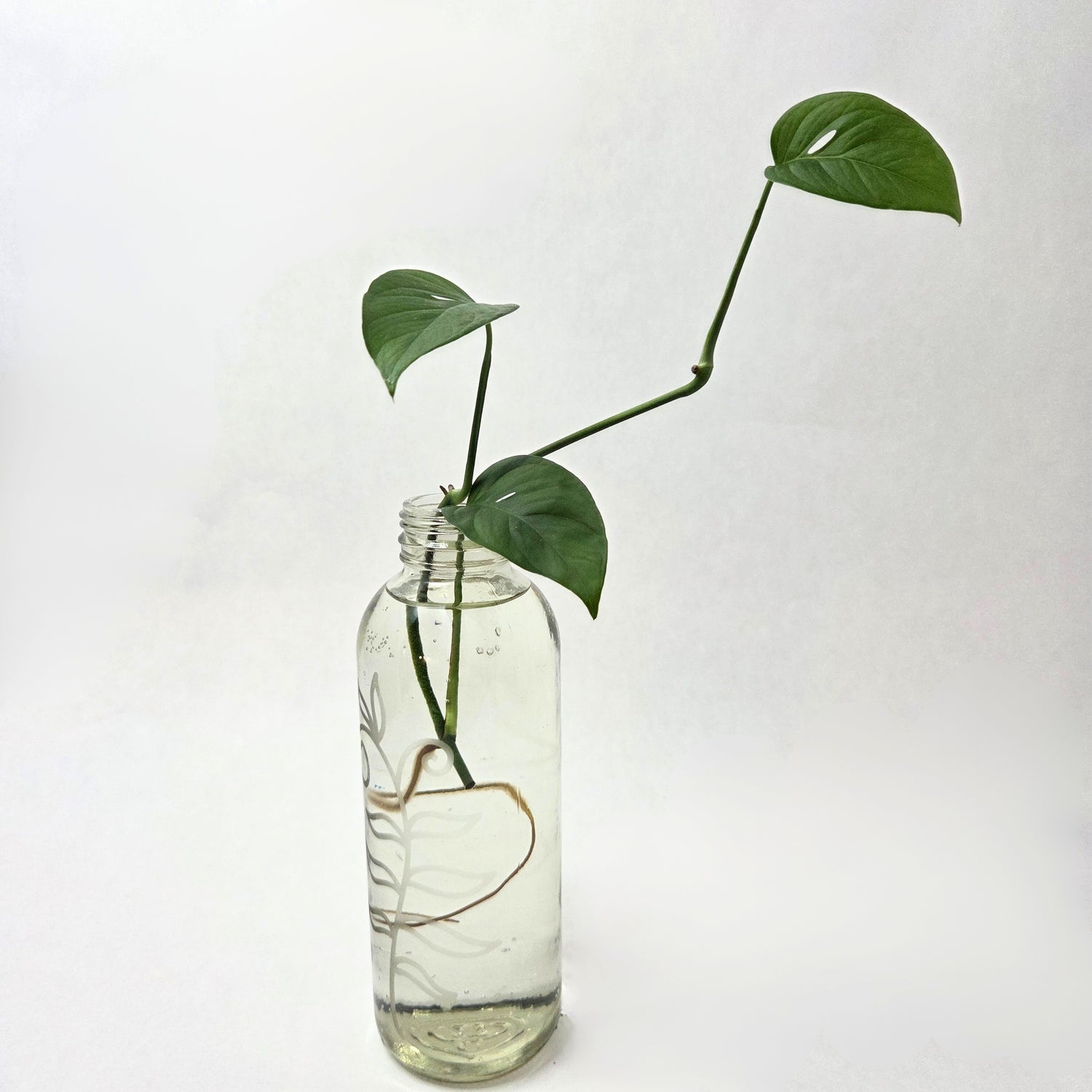 Monstera Adansonii Propagation (Swiss Cheese Plant)