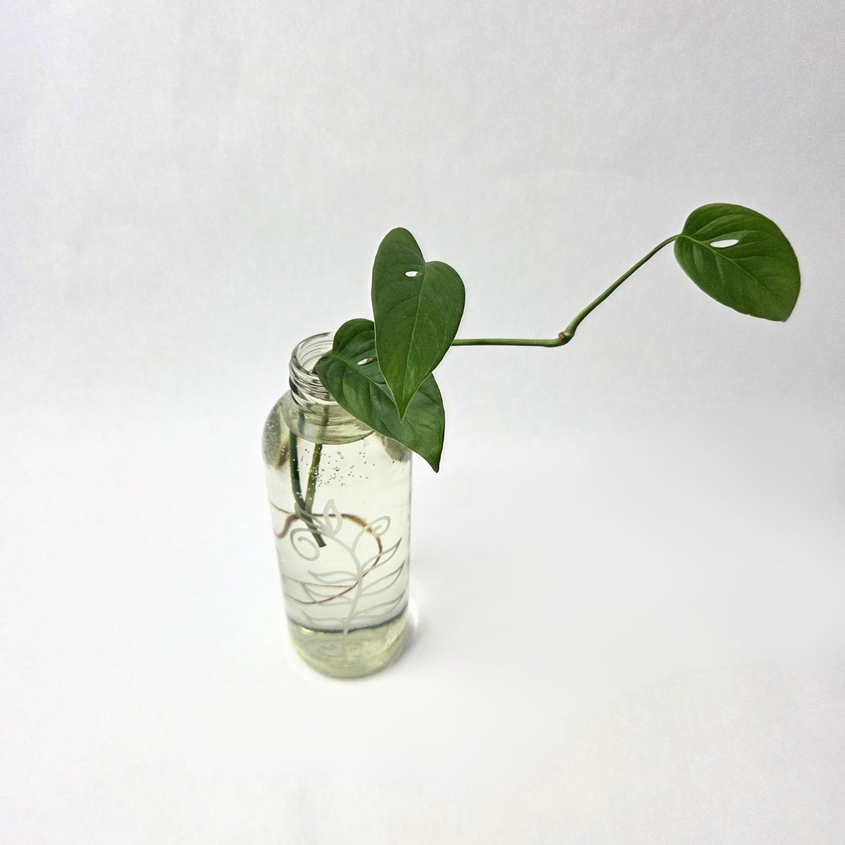 Monstera Adansonii Propagation (Swiss Cheese Plant)