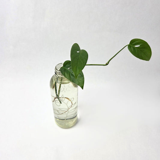 Monstera Adansonii Propagation (Swiss Cheese Plant)